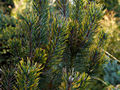 Pinus mugo Kokarde IMG_1836 Sosna kosodrzewina